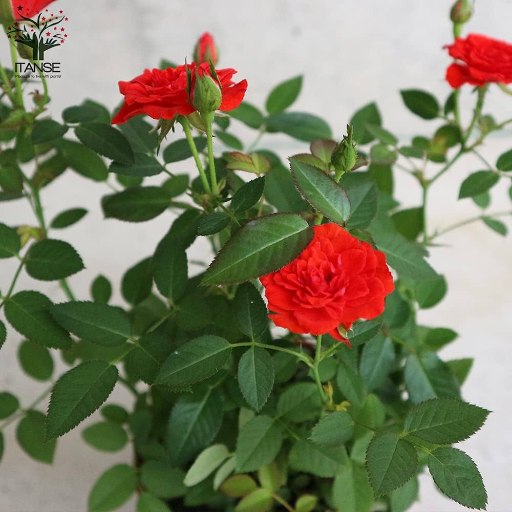 【4個セット】 新品 大判 バテイ クッション 赤 紐付き 薔薇 ローズ 馬蹄 Amazon.co.jp: ミニ薔薇 シルクレッド4号鉢【品種で選べる薔薇苗
